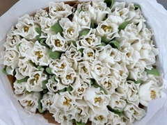 (Hoa Lẻ) Hoa Tulip Hà Lan | Đủ Màu