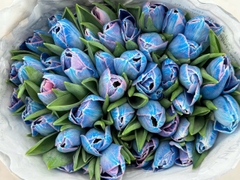 (Hoa Lẻ) Hoa Tulip Hà Lan | Đủ Màu