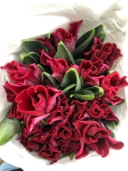 (Hoa Lẻ) Hoa Tulip Hà Lan | Đủ Màu