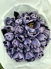 (Hoa Lẻ) Hoa Tulip Hà Lan | Đủ Màu