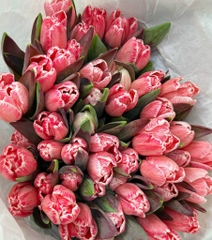 (Hoa Lẻ) Hoa Tulip Hà Lan | Đủ Màu