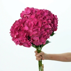 (Hoa Lẻ) Cẩm Tú Cầu Nhập Khẩu Hà Lan | Đủ Màu