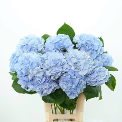 (Hoa Lẻ) Cẩm Tú Cầu Nhập Khẩu Hà Lan | Đủ Màu