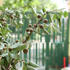 (Hoa Lẻ) Cành Lê Nhập Khẩu Thả Bình