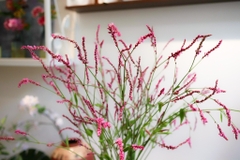 (Hoa Lẻ) Hoa Polygonum Orientale | Nghể Bông Nhập Khẩu