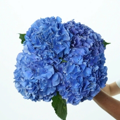 (Hoa Lẻ) Cẩm Tú Cầu Nhập Khẩu Hà Lan | Đủ Màu