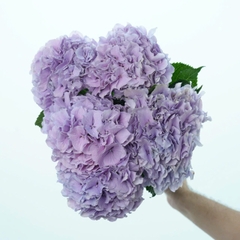 (Hoa Lẻ) Cẩm Tú Cầu Nhập Khẩu Hà Lan | Đủ Màu