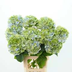 (Hoa Lẻ) Cẩm Tú Cầu Nhập Khẩu Hà Lan | Đủ Màu