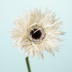 (Hoa Lẻ) Hoa Đồng Tiền Tua Đà Lạt | Đủ Màu