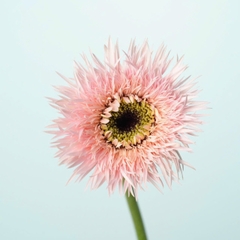 (Hoa Lẻ) Hoa Đồng Tiền Tua Đà Lạt | Đủ Màu