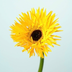 (Hoa Lẻ) Hoa Đồng Tiền Tua Đà Lạt | Đủ Màu