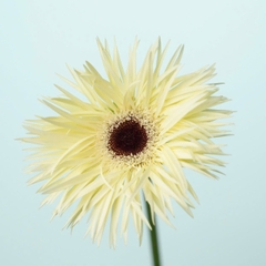 (Hoa Lẻ) Hoa Đồng Tiền Tua Đà Lạt | Đủ Màu