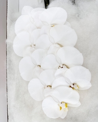 (Hoa Lẻ) Cành Lan Hồ Điệp Xanh Blue Nhuộm Apollo