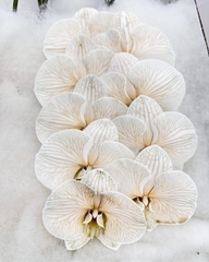 (Hoa Lẻ) Cành Lan Hồ Điệp Xanh Blue Nhuộm Apollo