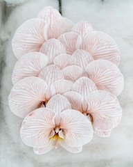 (Hoa Lẻ) Cành Lan Hồ Điệp Xanh Blue Nhuộm Apollo