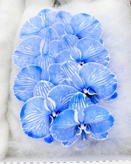 (Hoa Lẻ) Cành Lan Hồ Điệp Xanh Blue Nhuộm Apollo