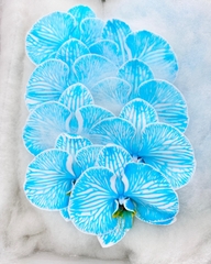 (Hoa Lẻ) Cành Lan Hồ Điệp Xanh Blue Nhuộm Apollo