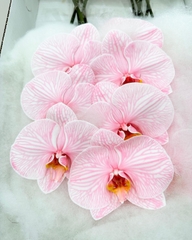 (Hoa Lẻ) Cành Lan Hồ Điệp Xanh Blue Nhuộm Apollo