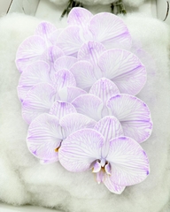 (Hoa Lẻ) Cành Lan Hồ Điệp Xanh Blue Nhuộm Apollo