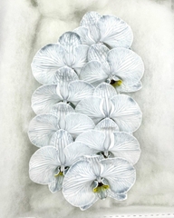 (Hoa Lẻ) Cành Lan Hồ Điệp Xanh Blue Nhuộm Apollo