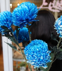 (Hoa lẻ) Hoa Cúc Mẫu Đơn Malaysia