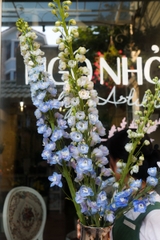 (Hoa Lẻ) Delphinium Nhập Khẩu Xanh Blue