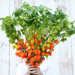 (Hoa Lẻ) Hoa Lồng Đèn/ Lantern Nhập Khẩu