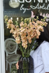 (Hoa Lẻ) Hoa Phi Yến