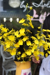 (Hoa Lẻ) Hoa Lan Vũ Nữ Vàng