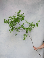 Cành Thạch Nam Nhật Bản