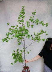 Cành Thạch Nam Nhật Bản