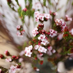 (Hoa Lẻ) Hoa Erica Nam Phi Nhập Khẩu