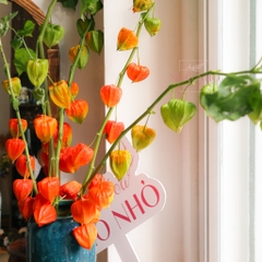 (Hoa Lẻ) Hoa Lồng Đèn/ Lantern Nhập Khẩu