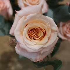 (Hoa Lẻ) Hoa Hồng Ecuador Màu Shimmer