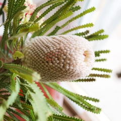 (Hoa Lẻ) Hoa Bankisa Nam Phi