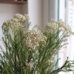 (Hoa Lẻ) Hoa Gạo Hồng Nhạt Nhập Khẩu