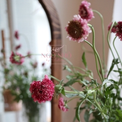 (Hoa Lẻ) Hoa Scabiosa Hồng Đậm Nhập Khẩu
