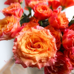 (Hoa Lẻ) Hoa Hồng Cam Spirit