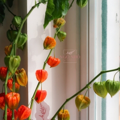 (Hoa Lẻ) Hoa Lồng Đèn/ Lantern Nhập Khẩu