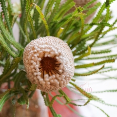 (Hoa Lẻ) Hoa Bankisa Nam Phi