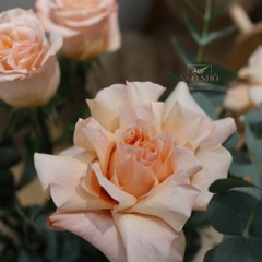 (Hoa Lẻ) Hoa Hồng Ecuador Màu Shimmer