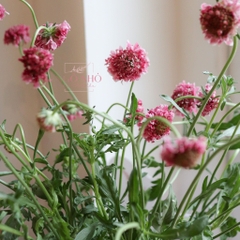 (Hoa Lẻ) Hoa Scabiosa Hồng Đậm Nhập Khẩu