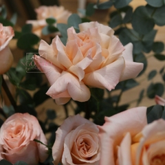 (Hoa Lẻ) Hoa Hồng Ecuador Màu Shimmer