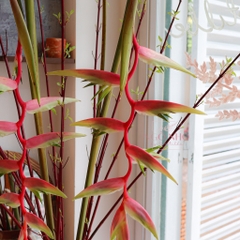 (Hoa Lẻ) Cành Chuối Pháo Hồng Pink Đà Lạt