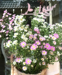 (Hoa Lẻ) Hoa Thạch Thảo