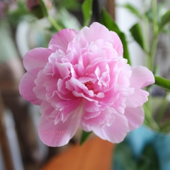 (Hoa Lẻ) Hoa Mẫu Đơn Côn Minh