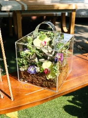 Hộp Sen Đá phối Lan Hồ Điệp 803