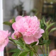 (Hoa Lẻ) Hoa Mẫu Đơn Côn Minh