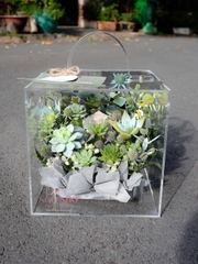 Hộp Hoa Sen Đá 523