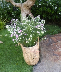 (Hoa Lẻ) Hoa Thạch Thảo